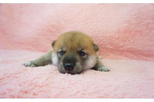 成約済の奈良県の柴犬-20921の1枚目