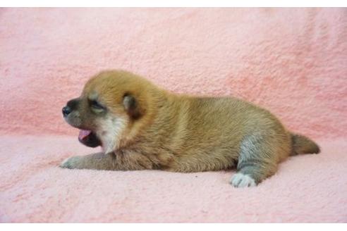 成約済の奈良県の柴犬-20921の2枚目