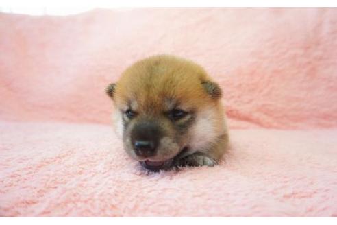 成約済の奈良県の柴犬-20921の3枚目