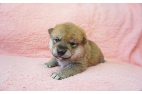 成約済の奈良県の柴犬-20922の1枚目