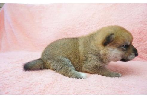 成約済の奈良県の柴犬-20922の2枚目
