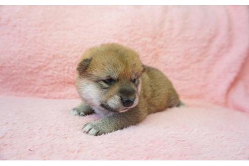 成約済の奈良県の柴犬-20922の3枚目