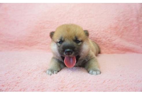 成約済の奈良県の柴犬-20923の1枚目
