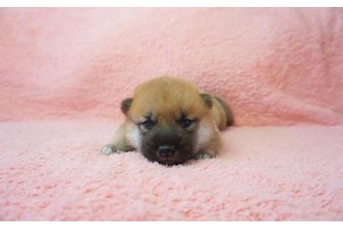 成約済の奈良県の柴犬-20923の2枚目