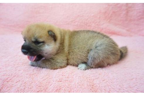 成約済の奈良県の柴犬-20923の3枚目