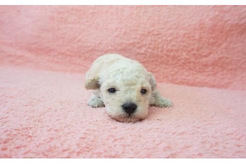成約済の奈良県のトイプードル-20924の1枚目