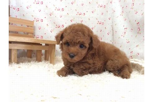 成約済の滋賀県のトイプードル-20940の1枚目