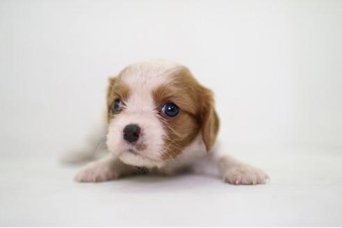 成約済の愛知県のキャバリアキングチャールズスパニエル-20351の2枚目