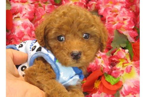 成約済の茨城県のトイプードル-20962の2枚目