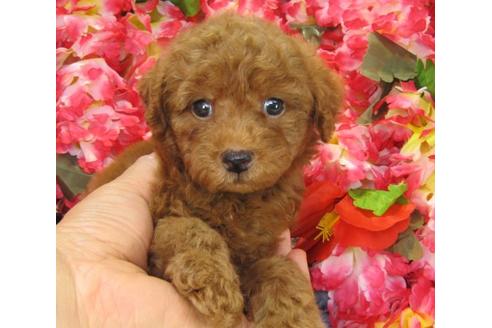 成約済の茨城県のトイプードル-20962の3枚目