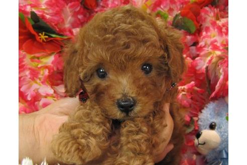 成約済の茨城県のトイプードル-20963の1枚目