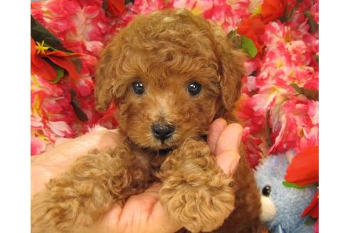 成約済の茨城県のトイプードル-20963の2枚目