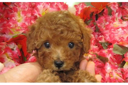 成約済の茨城県のトイプードル-20963の3枚目