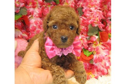 成約済の茨城県のトイプードル-20965の2枚目