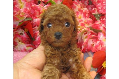 成約済の茨城県のトイプードル-20965の1枚目