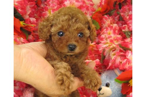 成約済の茨城県のトイプードル-20966の3枚目