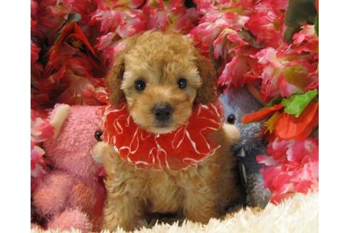 成約済の茨城県のトイプードル-20967の1枚目