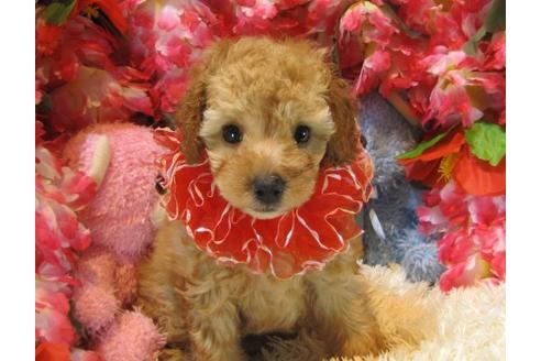 成約済の茨城県のトイプードル-20967の2枚目