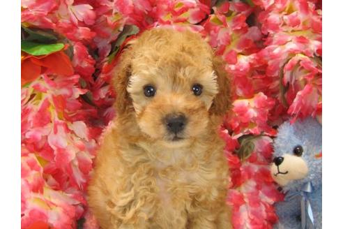 成約済の茨城県のトイプードル-20967の3枚目