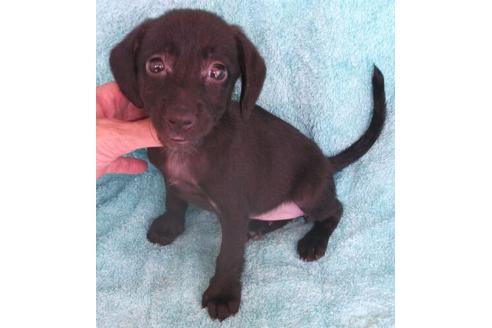 成約済の岐阜県のミックス犬-20986の4枚目