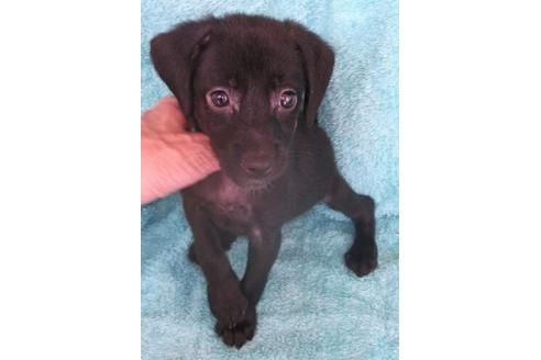 成約済の岐阜県のミックス犬-20986の3枚目