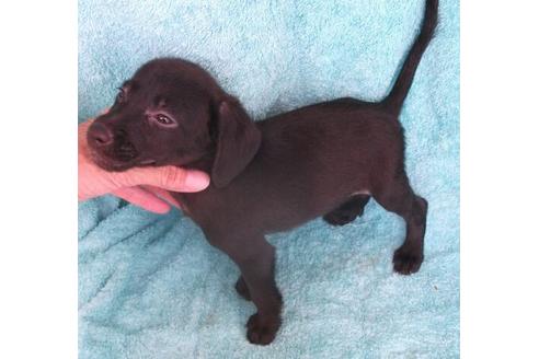 成約済の岐阜県のミックス犬-20986の1枚目