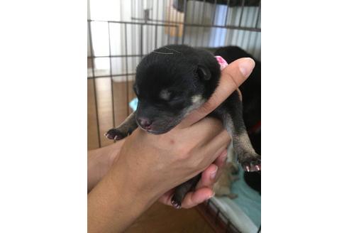 成約済の山口県の柴犬-20989の1枚目
