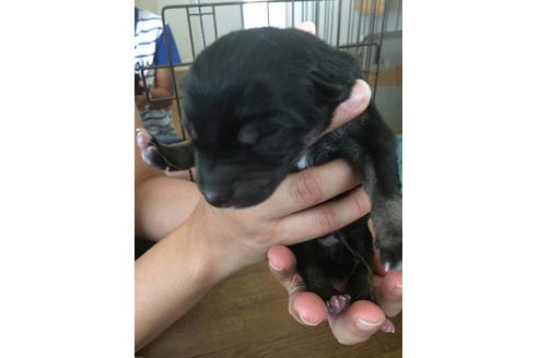 成約済の山口県の柴犬-20990の1枚目