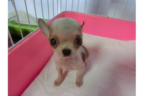 成約済の福岡県のチワワ-21011の1枚目