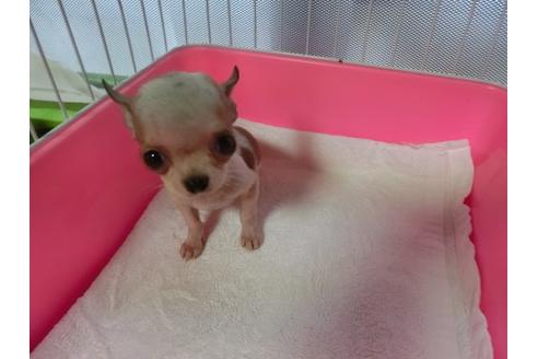 成約済の福岡県のチワワ-21011の2枚目