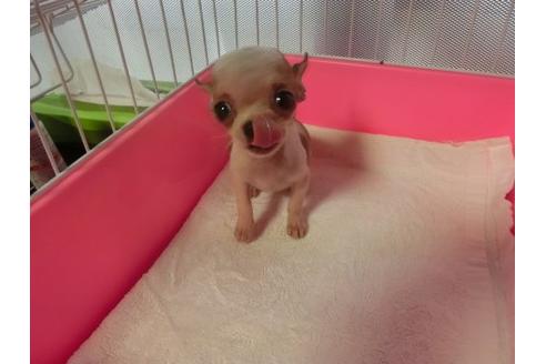 成約済の福岡県のチワワ-21011の3枚目