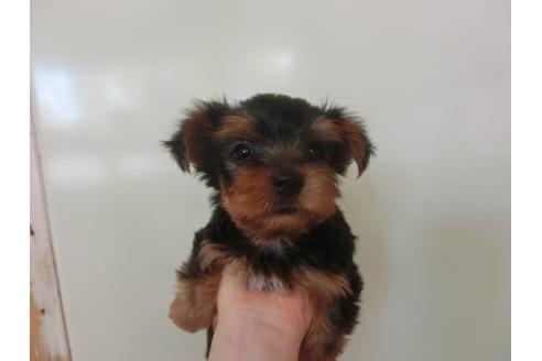 成約済の福岡県のヨークシャーテリア-21012の1枚目