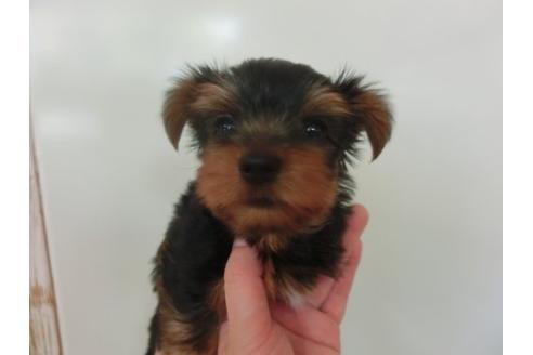 成約済の福岡県のヨークシャーテリア-21012の2枚目