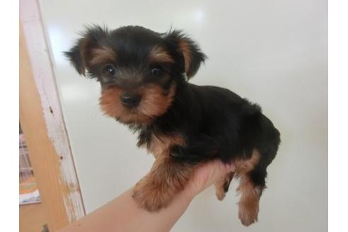 成約済の福岡県のヨークシャーテリア-21012の3枚目