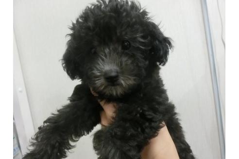 成約済の福岡県のトイプードル-21013の1枚目