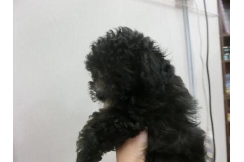 成約済の福岡県のトイプードル-21013の2枚目