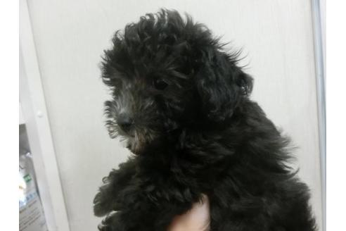 成約済の福岡県のトイプードル-21013の3枚目