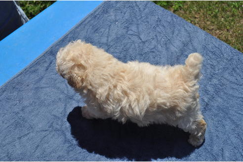 子犬