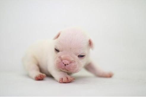 成約済の愛知県のフレンチブルドッグ-21086の1枚目