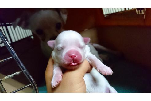 成約済の愛知県のマルチーズ-21128の1枚目