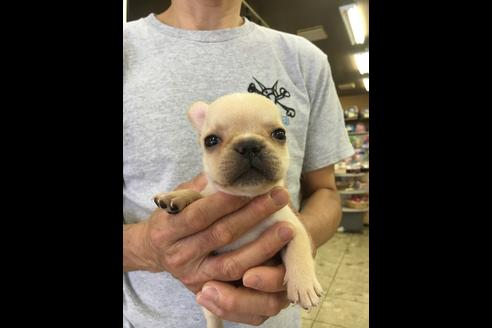 成約済の愛知県のフレンチブルドッグ-21132の2枚目