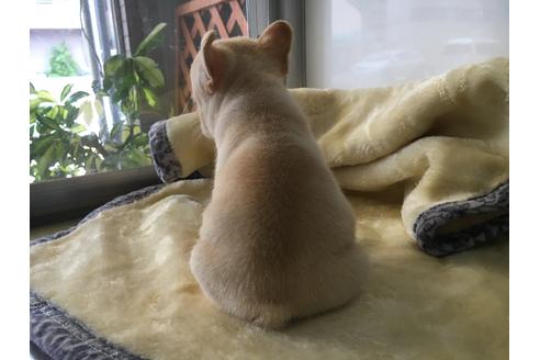 成約済の愛知県のフレンチブルドッグ-21132の1枚目