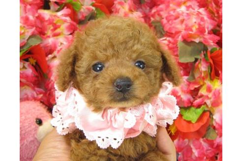 成約済の茨城県のトイプードル-21146の3枚目