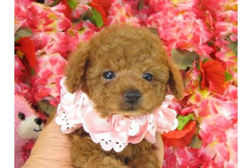 成約済の茨城県のトイプードル-21146の1枚目