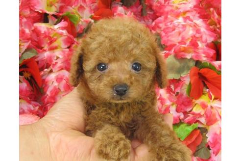 成約済の茨城県のトイプードル-21146の2枚目