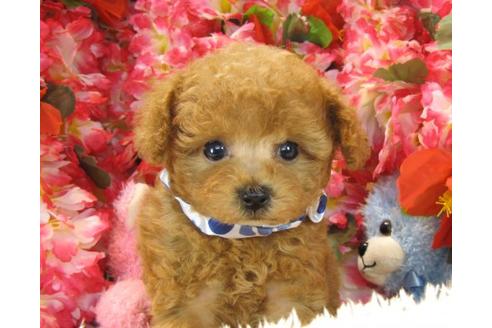 成約済の茨城県のトイプードル-21147の1枚目