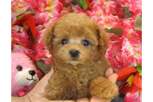 成約済の茨城県のトイプードル-21147の2枚目