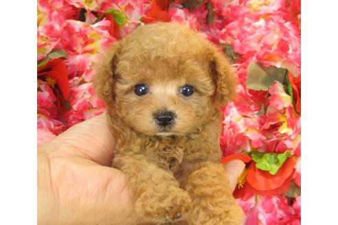 成約済の茨城県のトイプードル-21147の3枚目