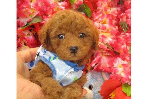 成約済の茨城県のトイプードル-21148の2枚目