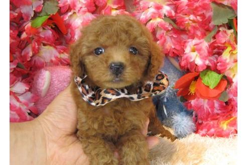 成約済の茨城県のトイプードル-21149の1枚目